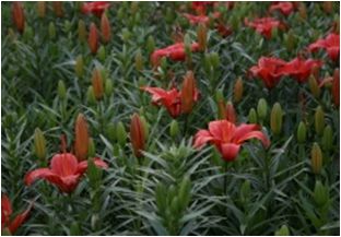 꽃나리(백합과)